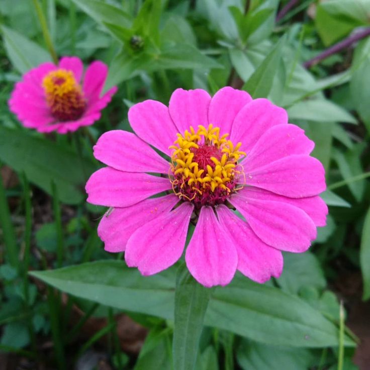 Detail Bunga Zinnia Elegans Nomer 52