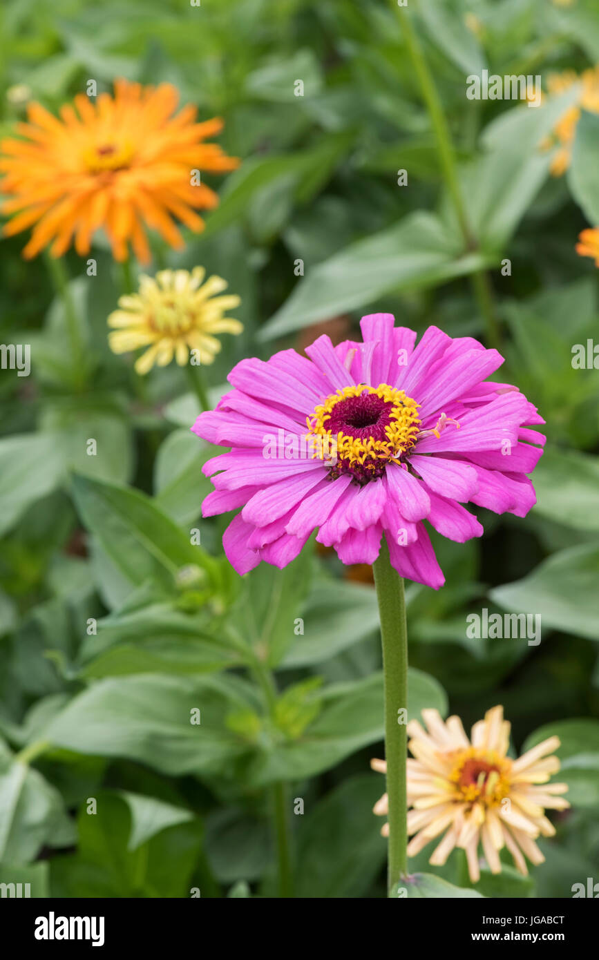 Detail Bunga Zinnia Elegans Nomer 53