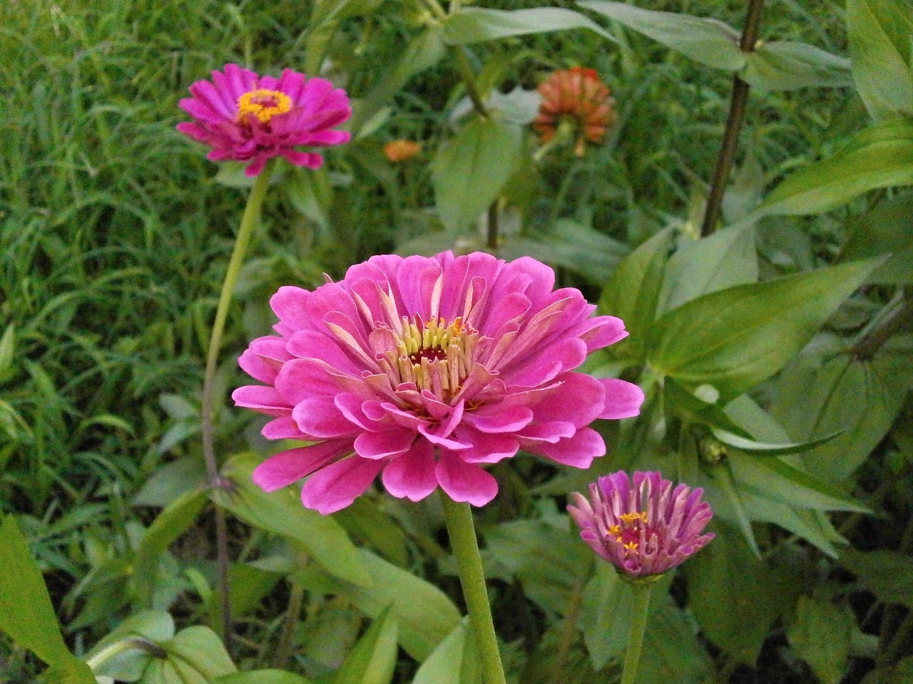 Detail Bunga Zinnia Elegans Nomer 9