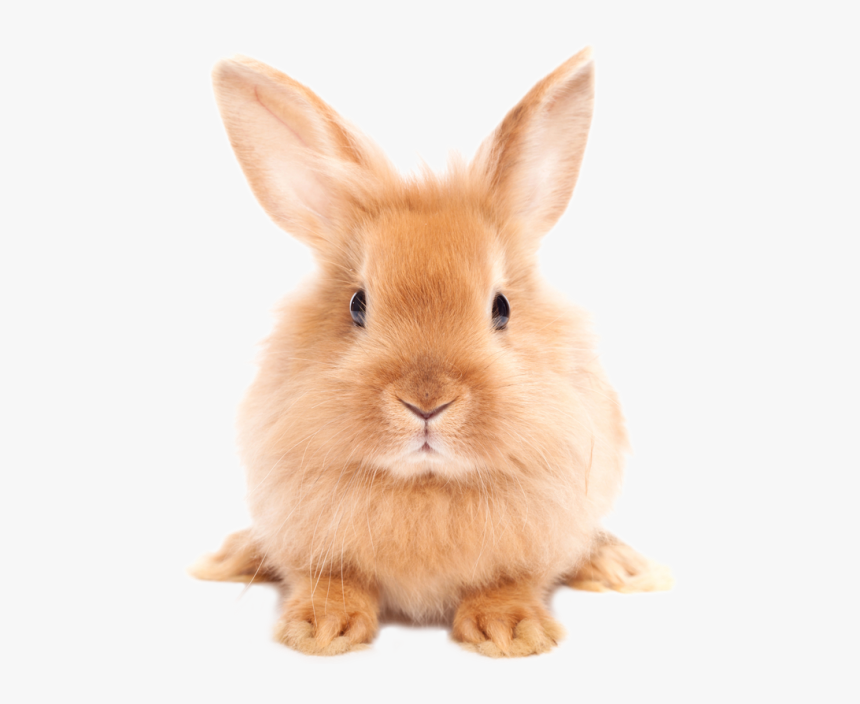 Bunny Png - KibrisPDR