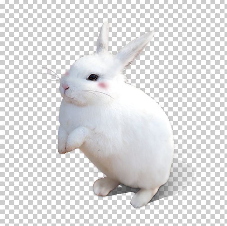 Detail Bunny Png Nomer 15