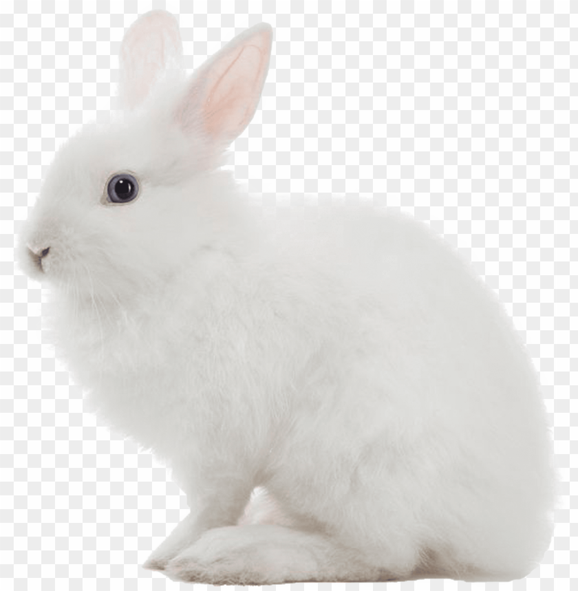 Bunny Transparent Background - KibrisPDR