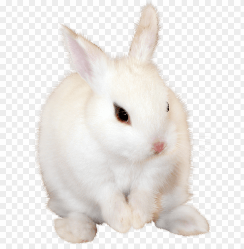 Detail Bunny Transparent Background Nomer 11