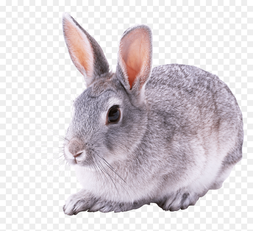 Detail Bunny Transparent Background Nomer 17