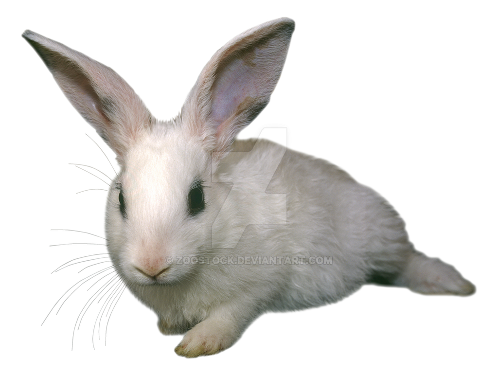 Detail Bunny Transparent Background Nomer 19