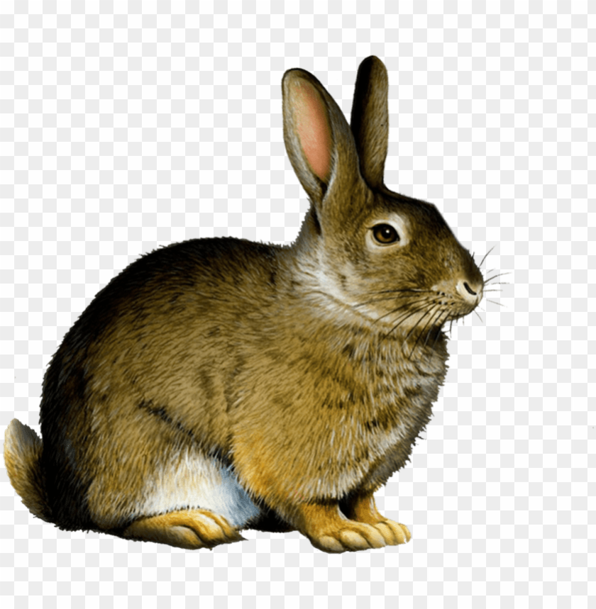 Detail Bunny Transparent Background Nomer 7