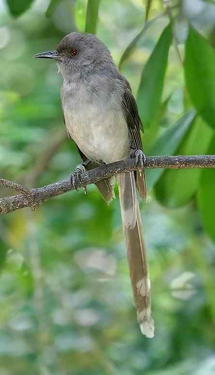 Detail Burung Air Mancur Nomer 12