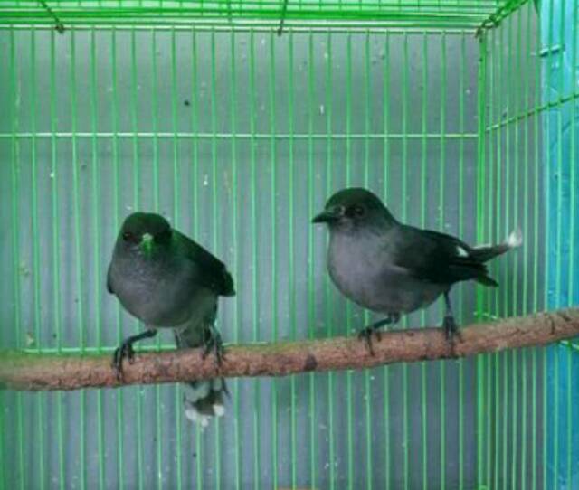 Detail Burung Air Mancur Nomer 19