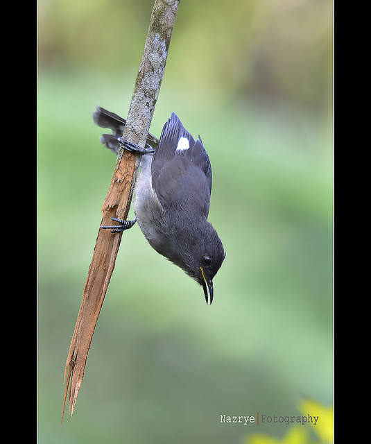 Detail Burung Air Mancur Nomer 20