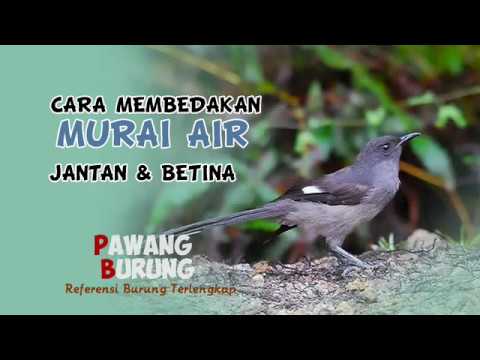 Detail Burung Air Mancur Nomer 21