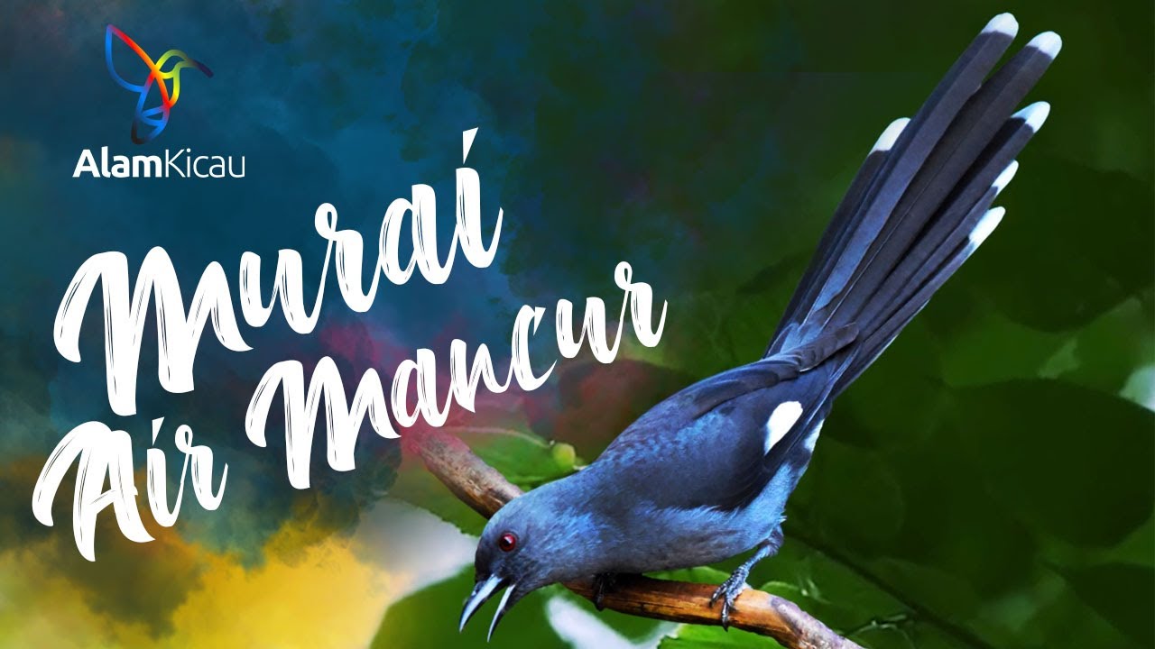 Detail Burung Air Mancur Nomer 29