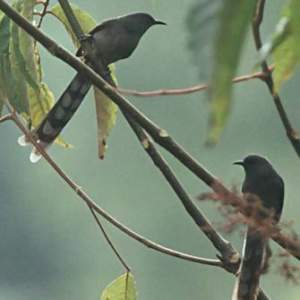 Detail Burung Air Mancur Nomer 35