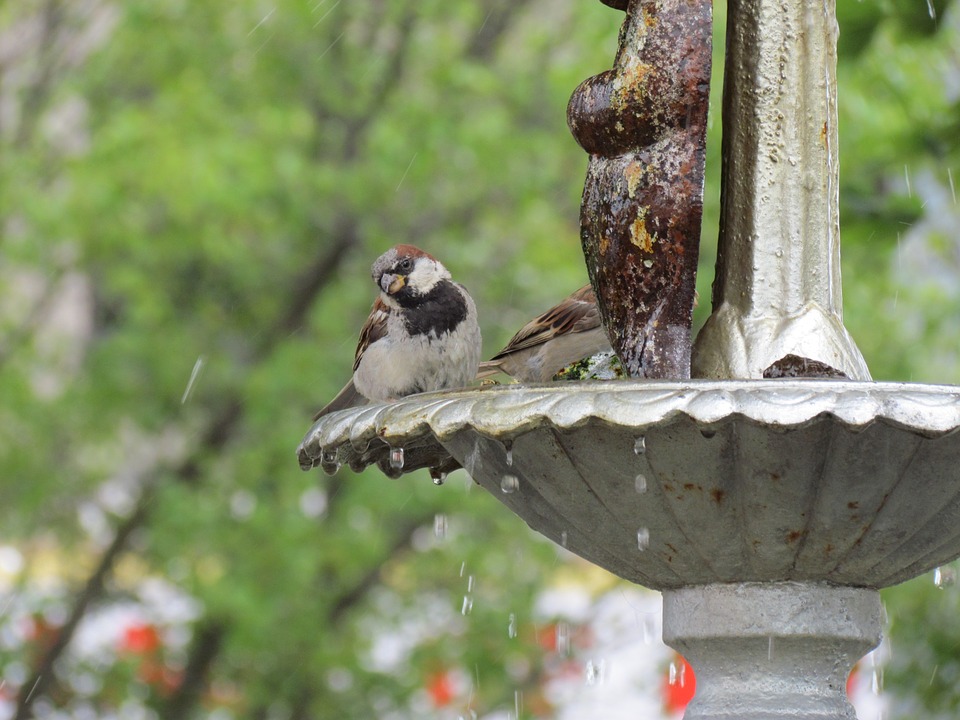 Detail Burung Air Mancur Nomer 41