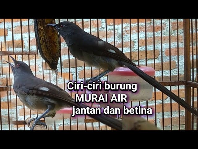 Detail Burung Air Mancur Nomer 42