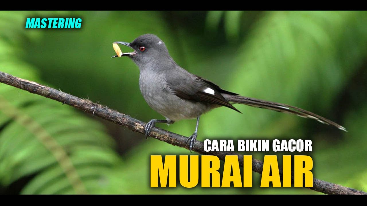 Detail Burung Air Mancur Nomer 6