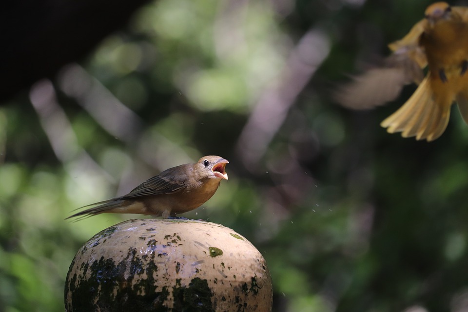 Detail Burung Air Mancur Nomer 54