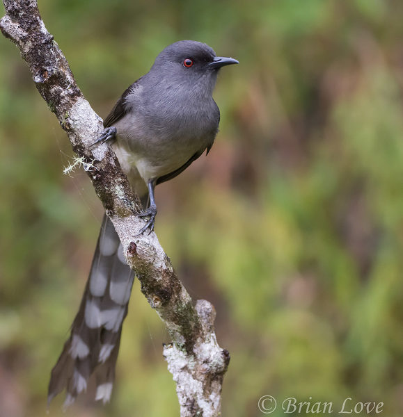 Detail Burung Air Mancur Nomer 8