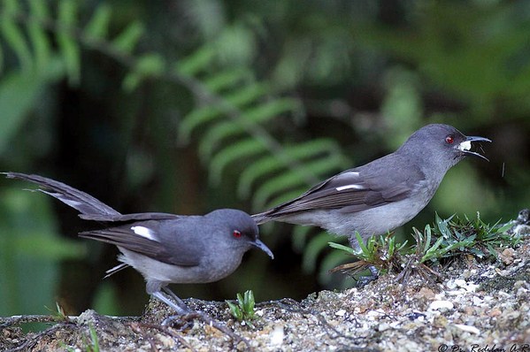 Detail Burung Air Mancur Nomer 9