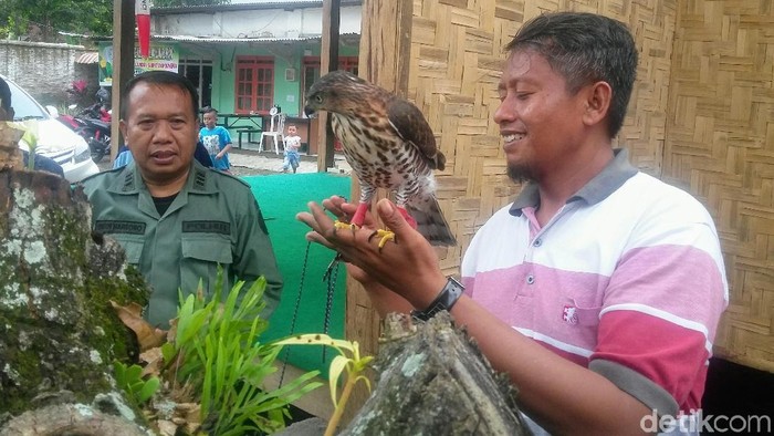 Detail Burung Alap Alap Jawa Nomer 15