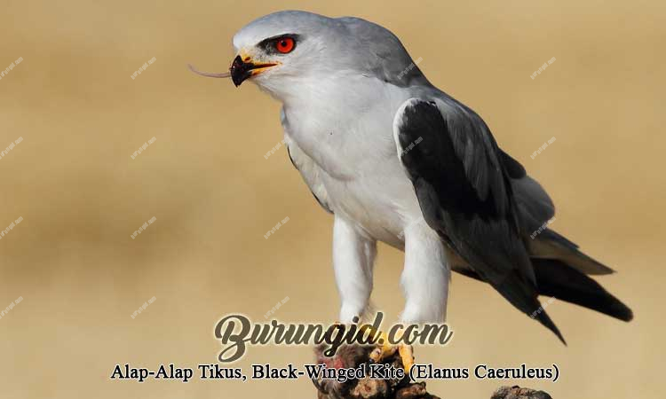 Detail Burung Alap Alap Jawa Nomer 33