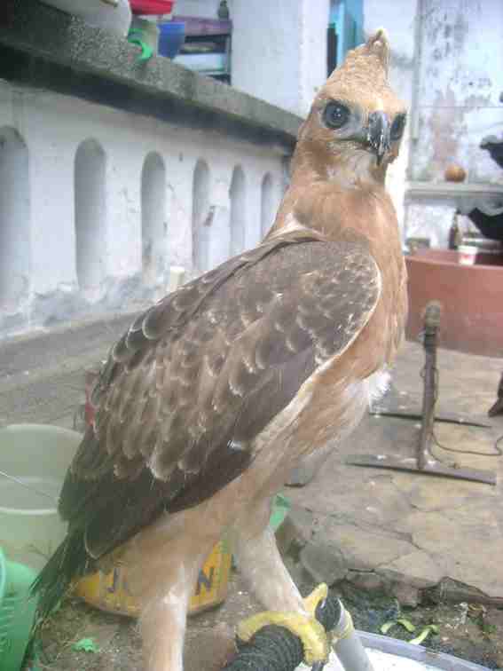 Detail Burung Alap Alap Jawa Nomer 49