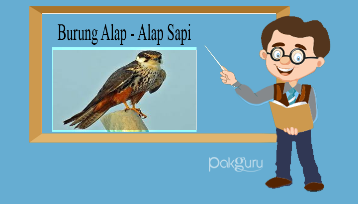 Detail Burung Alap Alap Jawa Nomer 54