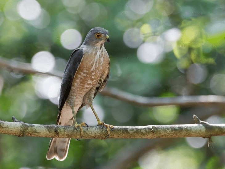 Detail Burung Alap Alap Jawa Nomer 9