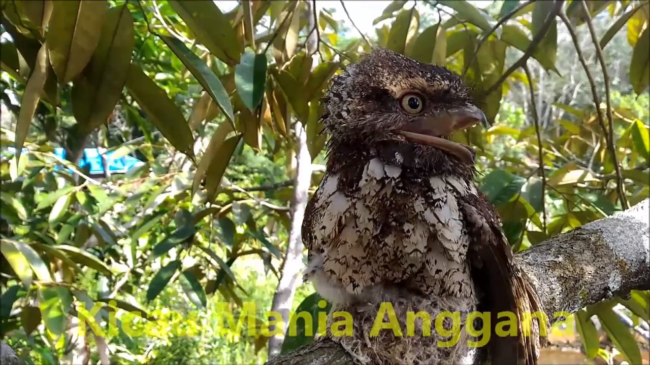 Detail Burung Aneh Di Indonesia Nomer 18