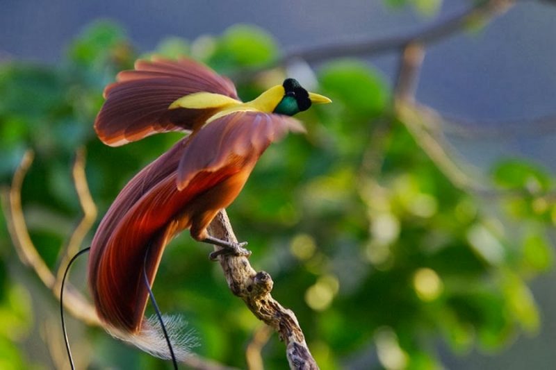 Detail Burung Aneh Di Indonesia Nomer 22