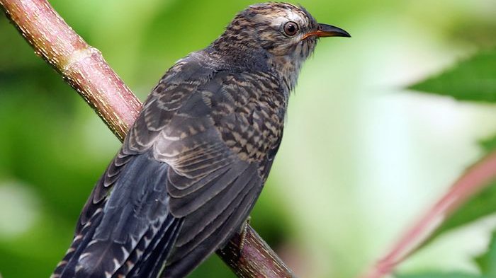 Detail Burung Aneh Di Indonesia Nomer 25