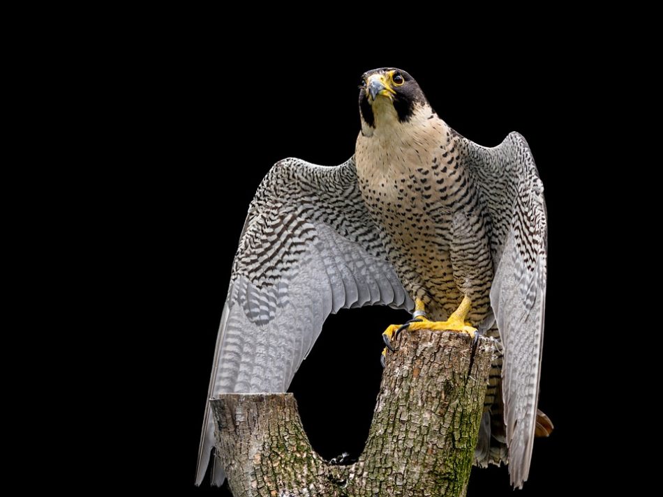 Detail Burung Aneh Di Indonesia Nomer 38