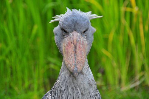 Detail Burung Aneh Di Indonesia Nomer 41