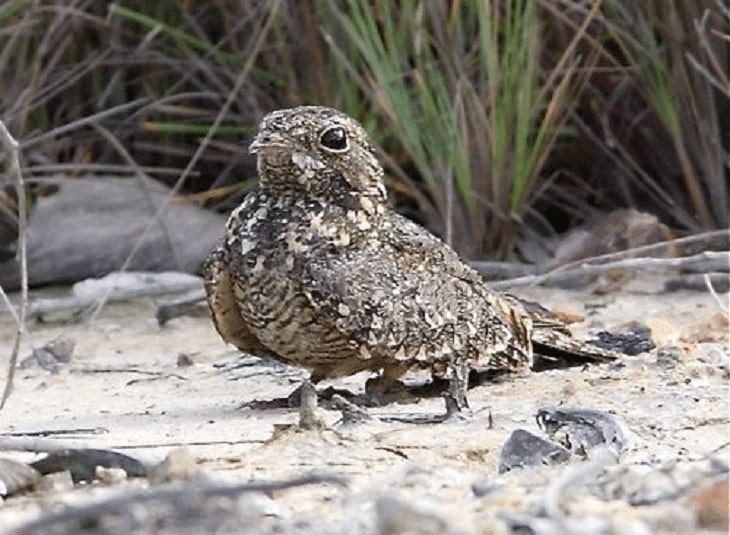 Detail Burung Aneh Di Indonesia Nomer 45