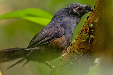 Detail Burung Aneh Di Indonesia Nomer 56