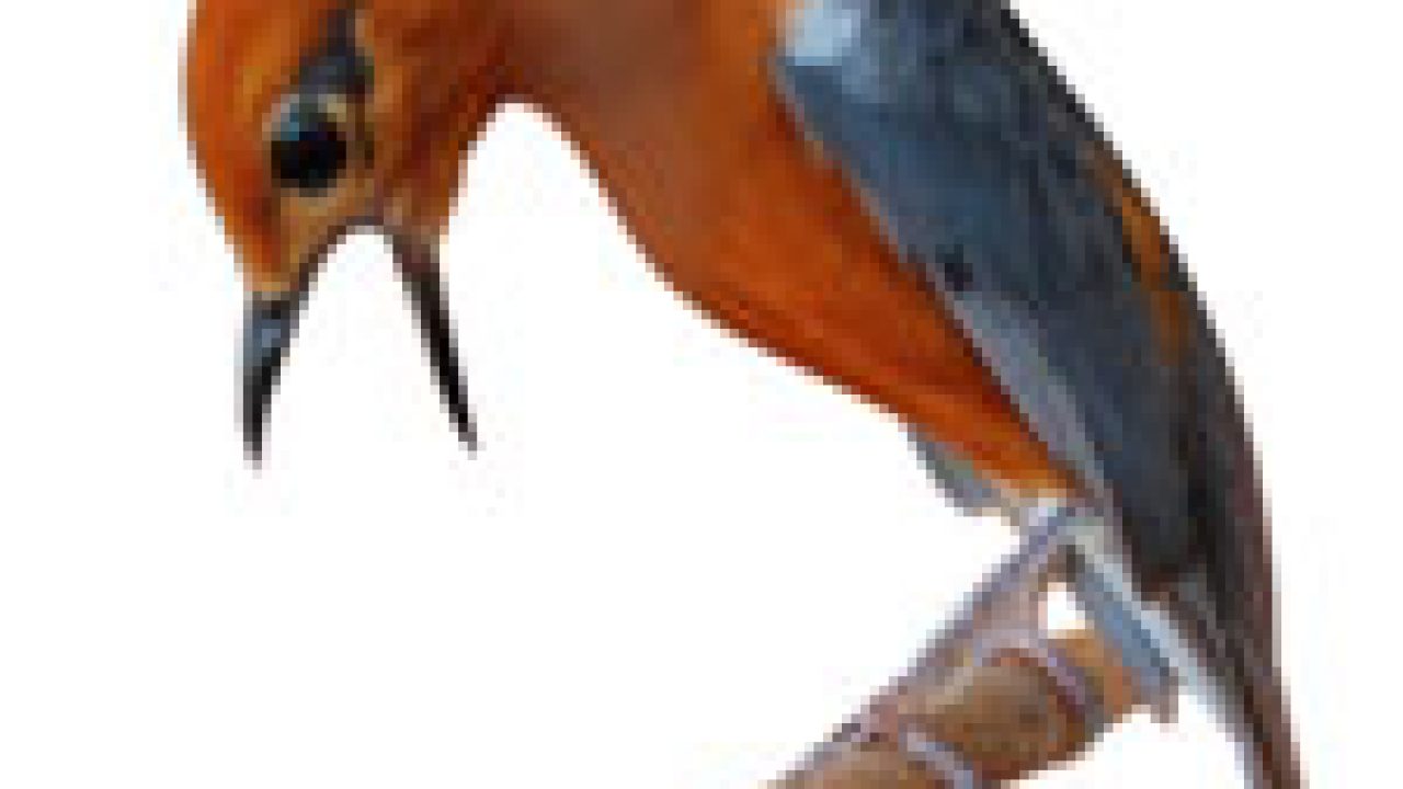 Detail Burung Anis Teler Nomer 13