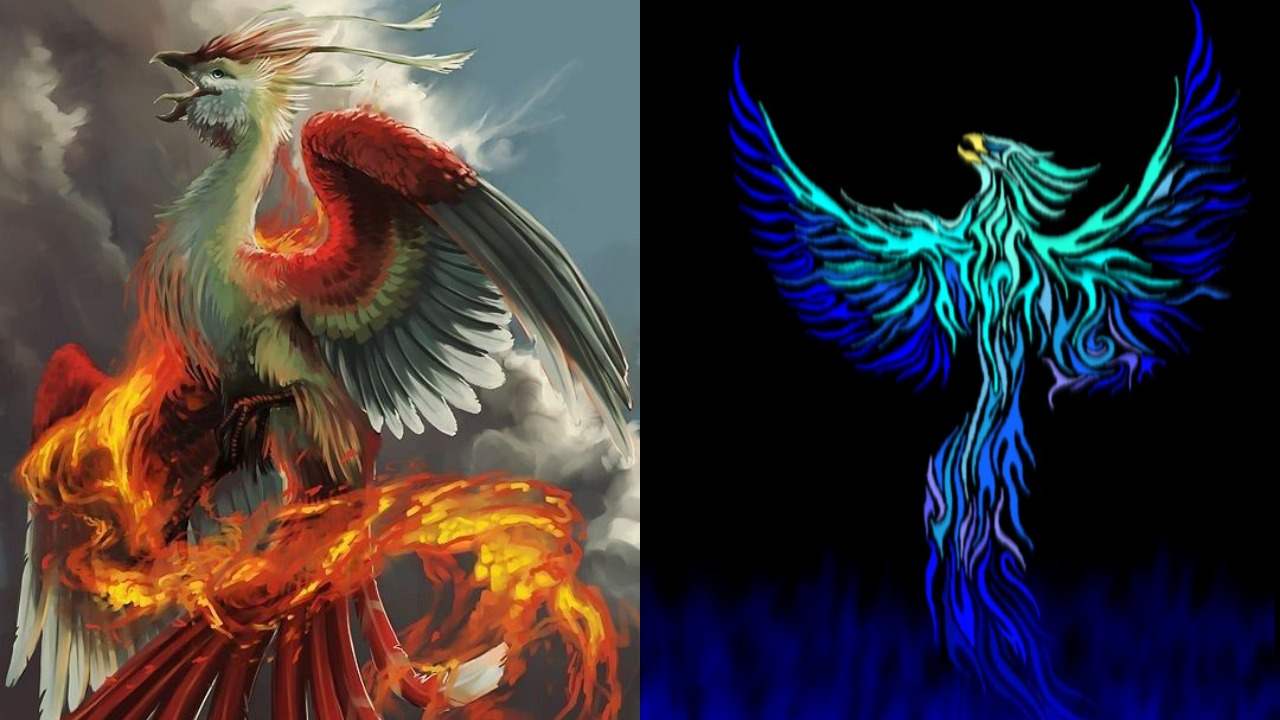 Detail Burung Api Biru Nomer 14