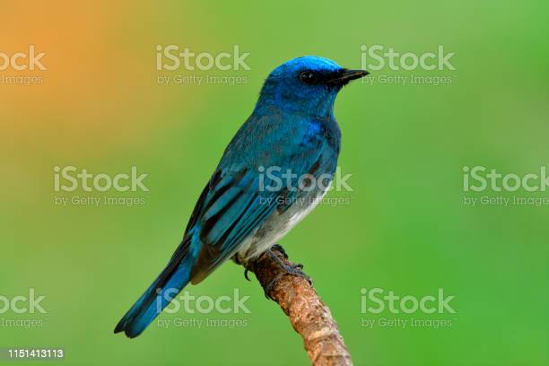 Detail Burung Api Biru Nomer 53