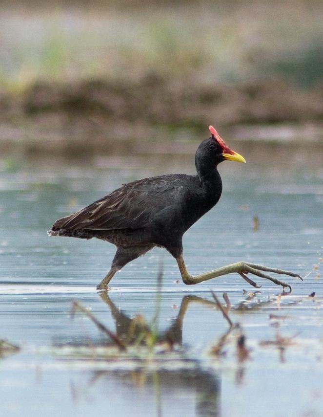 Detail Burung Ayam Ayam Nomer 17