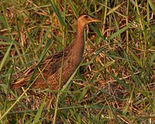 Detail Burung Ayam Ayam Nomer 3