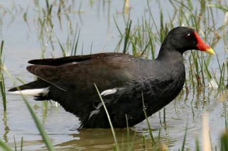 Detail Burung Ayam Ayam Nomer 23