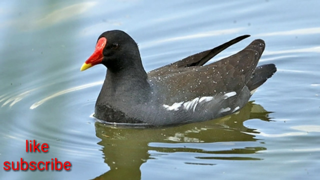 Detail Burung Ayam Ayam Nomer 24