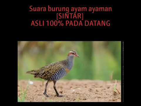 Detail Burung Ayam Ayam Nomer 34