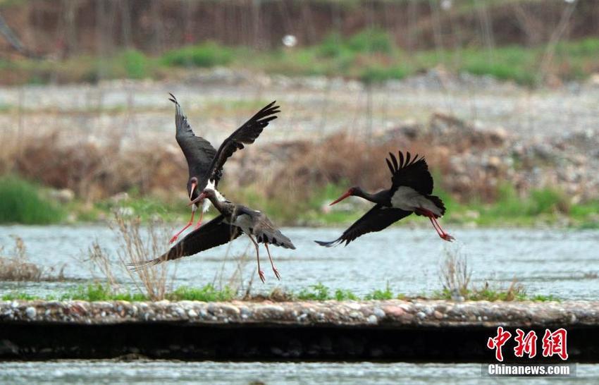 Detail Burung Bangau Hitam Nomer 13