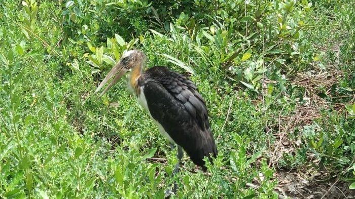 Detail Burung Bangau Hitam Nomer 16