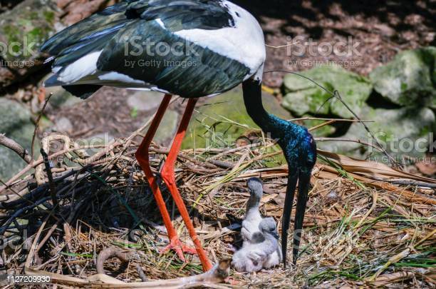 Detail Burung Bangau Hitam Nomer 29