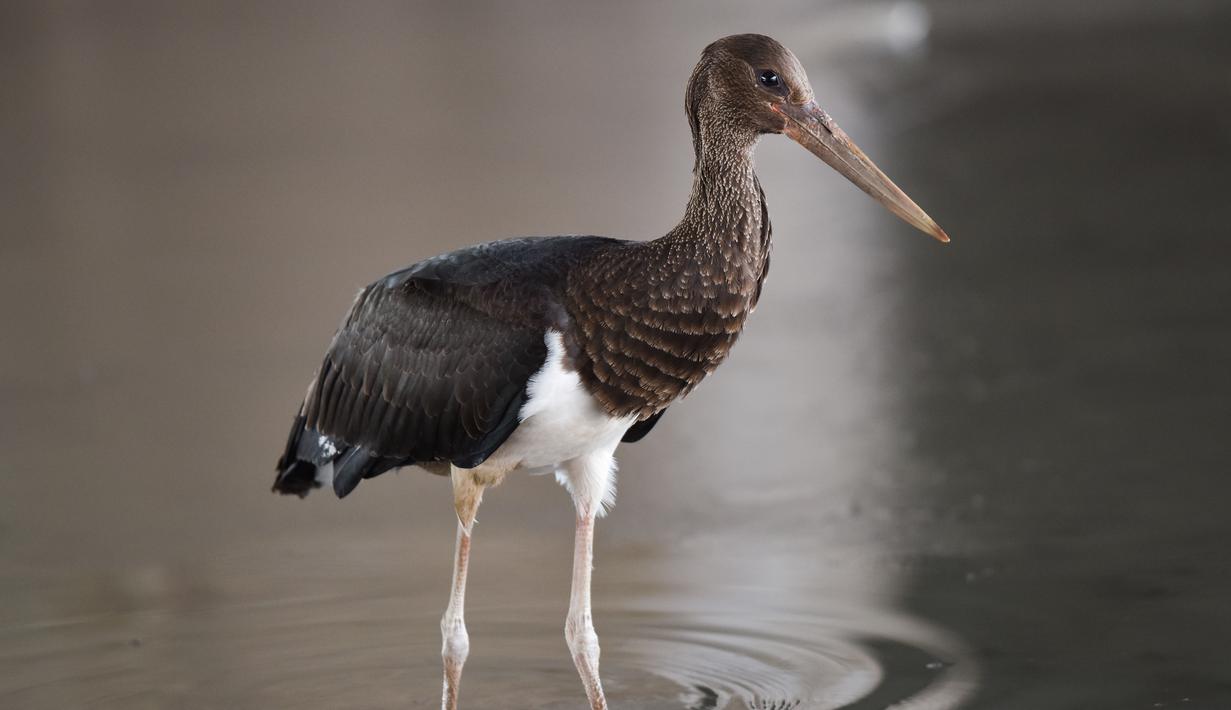 Detail Burung Bangau Hitam Nomer 31