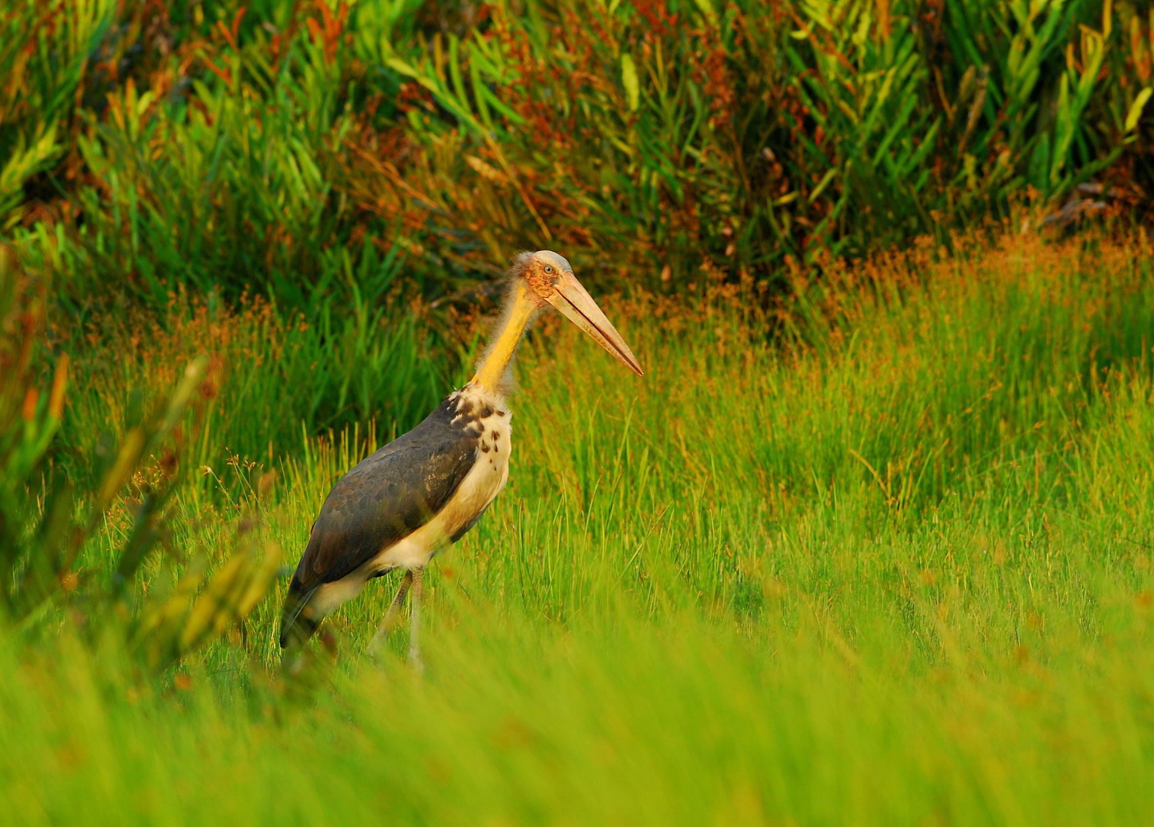 Detail Burung Bangau Sawah Nomer 23