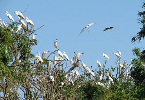 Detail Burung Bangau Sawah Nomer 30