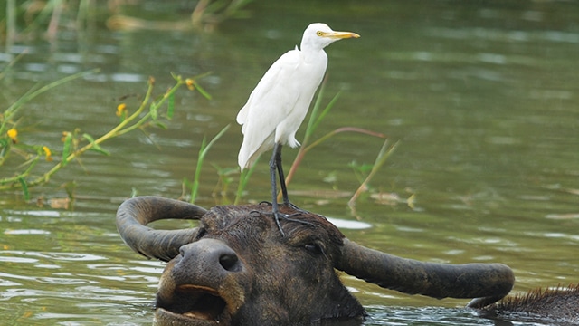 Detail Burung Bangau Sawah Nomer 4