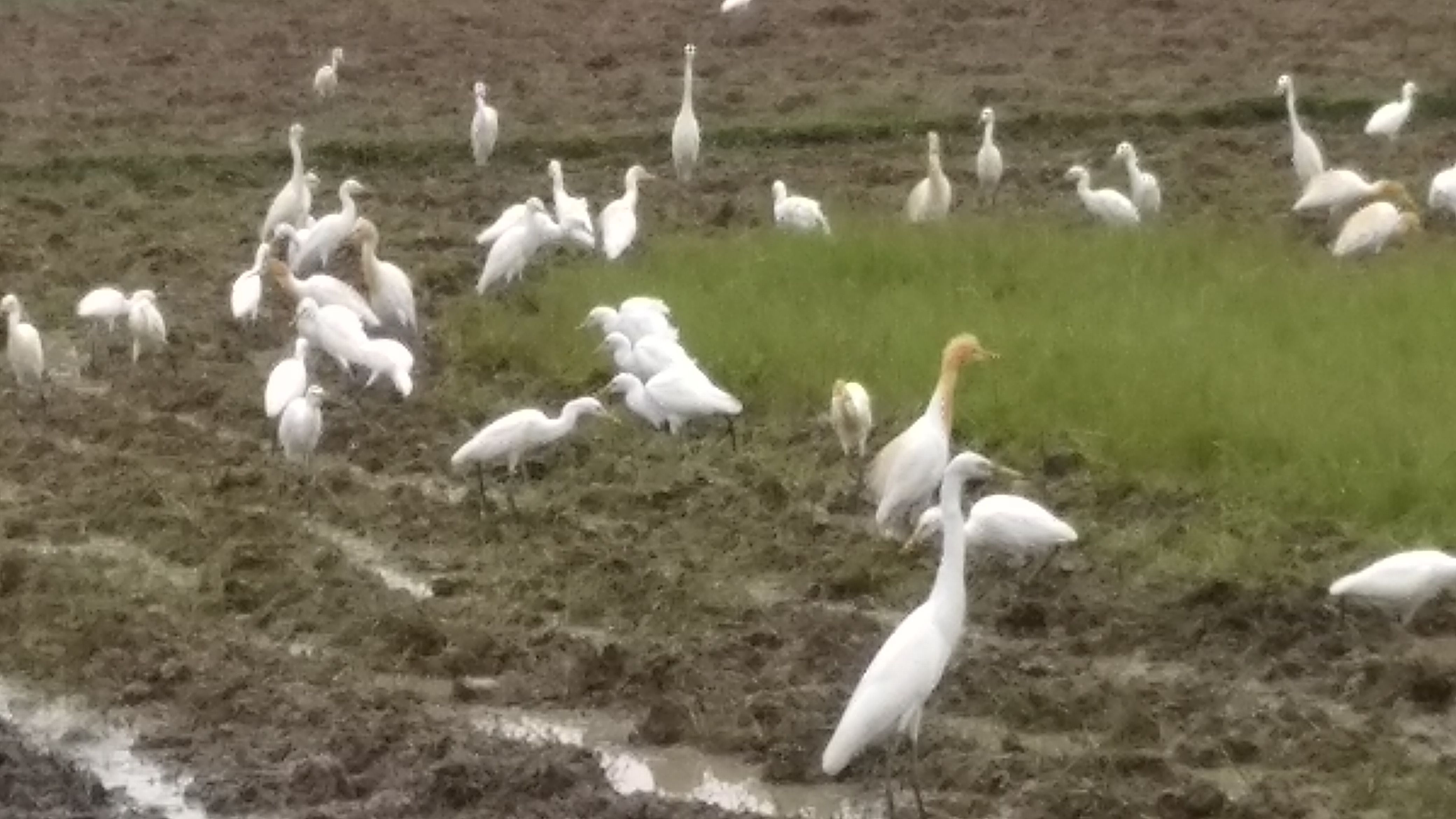 Detail Burung Bangau Sawah Nomer 40